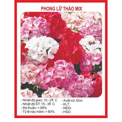 Hạt giống Hoa phong lữ thảo Mix – 10Hạt