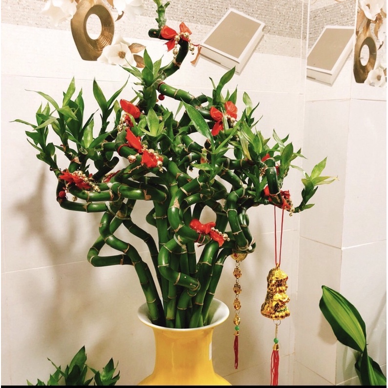 10 Cây phát tài xoắn