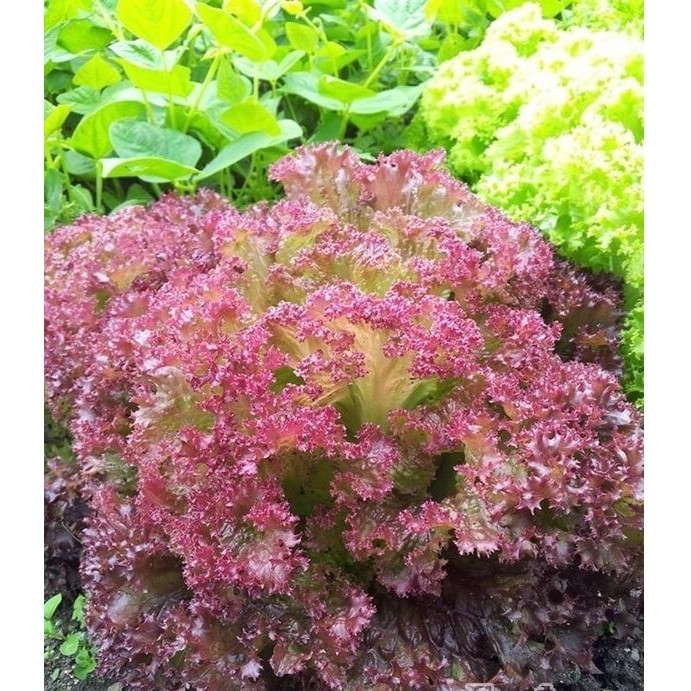 Hạt Giống Rau Xà Lách Xoăn Mix xanh tím 1gr