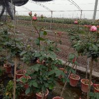 Combo 12 cây hoa hồng các loại