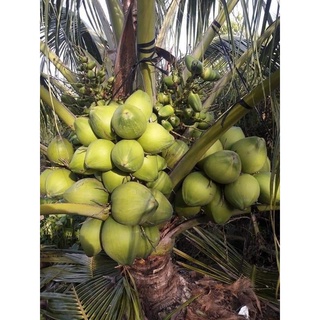Cây giống dừa dứa