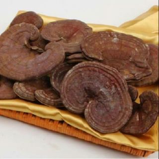 Sỉ như lẻ nấm linh chi đỏ 1kg