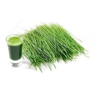 100 gram (1 lạng ) Hạt giống mầm lúa mạch - mầm lúa mỳ - đại mạch
