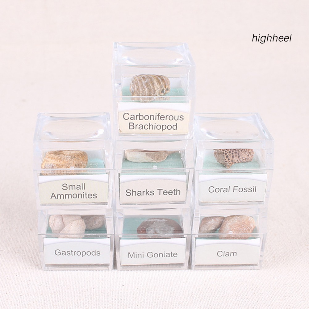 Đá hóa thạch ammonite nhiều hình dạng cho sưu tầm