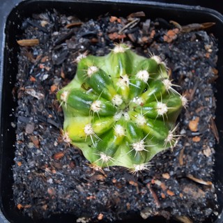 Xương rồng Echino lem -  Echinopsis Calochlora variegated - (2.1cm - 4.5cm)(Vườn xương rồng EXOTICACTUS )