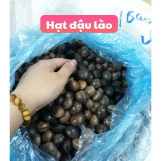 Hạt đậu lào ( hạt trị chó dại cắn) 10k/hạt