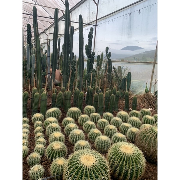 Sale 10% xương rồng kim hổ 13 cm
