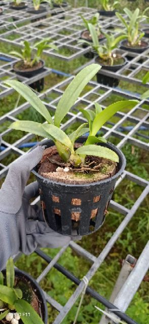 Hoa phong lan denro nắng xưa Pensoda