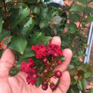 Cây 🌲 Tường Vi đỏ.... siêu hoa...