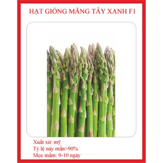 1000 hạt giống măng tây xanh