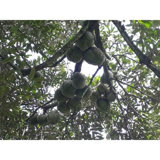 Thuốc tưới kích rễ Humat Cá