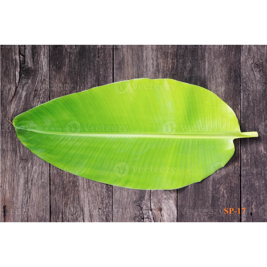 Phông Nền Chụp Ảnh Sản Phẩm Có Sẵn Hoa Lá 5D