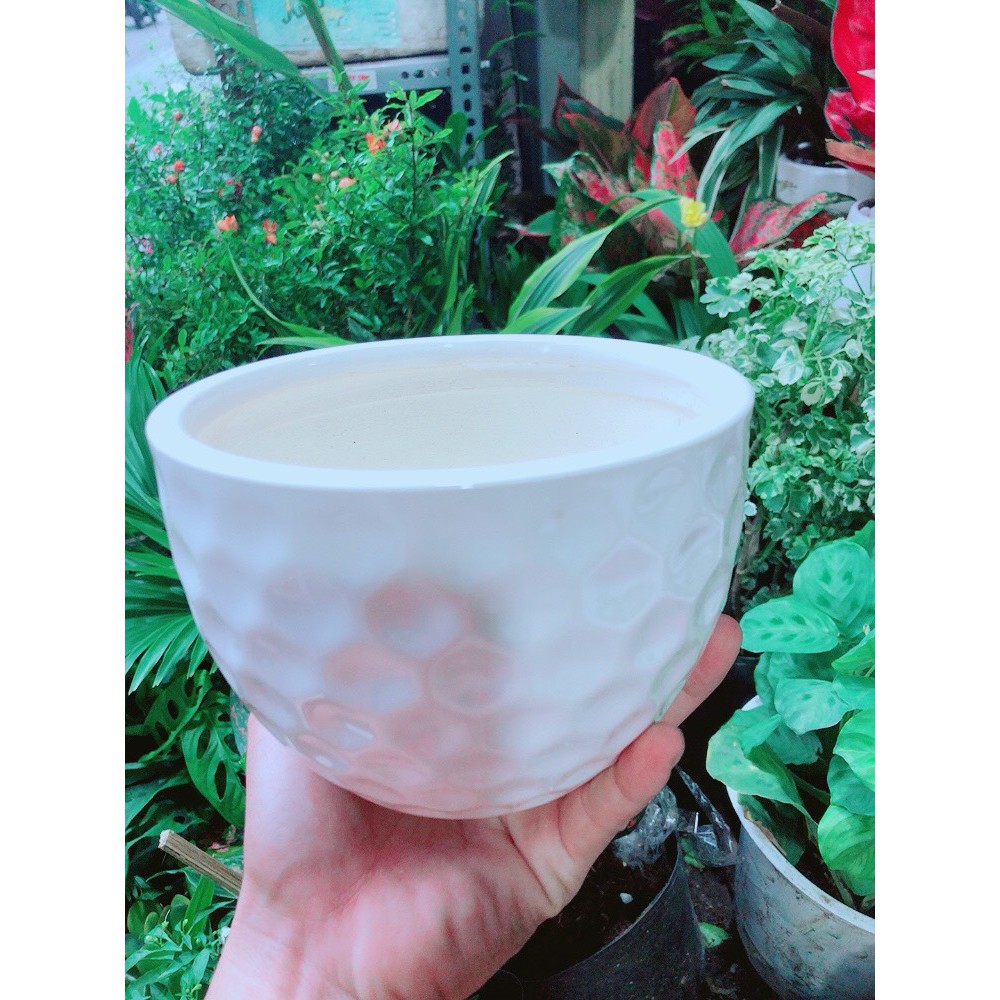 Chậu Trồng Cây (cao 10cm, ngang 13-15cm)