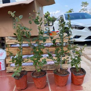 Cây việt quất tứ đang trái