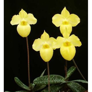 CÂY GIỐNG LAN HÀI MỐC VÀNG