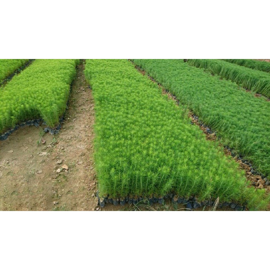CÂY THÔNG CARIBE GiỐNG