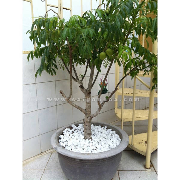 Cây cóc thái ra quả siêu sớm