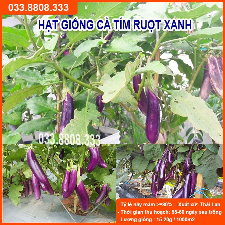 Hạt Giống Cà Tím Ruột Xanh Dài  - Quả Dài Đặc Ruột