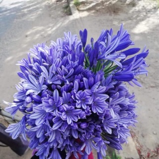 Củ giống hoa thanh anh