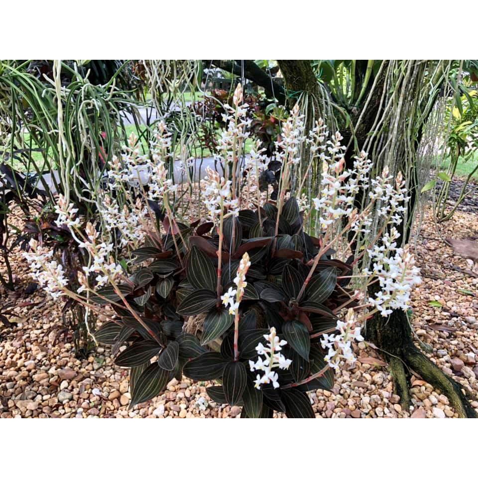 Cây Ludisia discolor Jewel Orchid (Lan Trang Sức) chậu nhựa 8cm