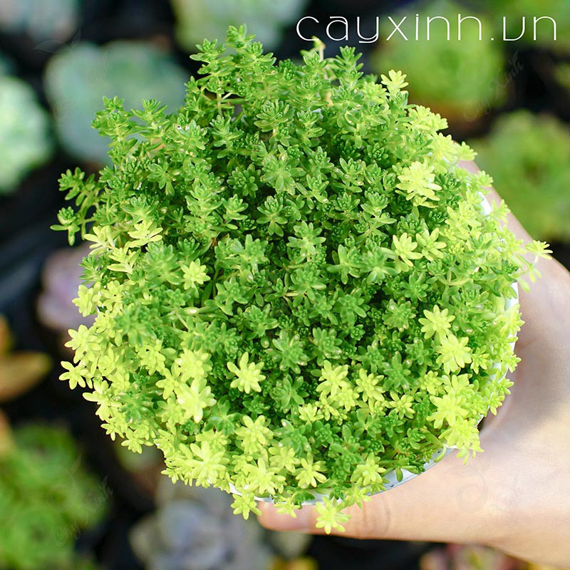 50H - hạt giống sen đá sedum mix