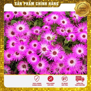 Hạt Giống Hoa Cúc Thạch Thảo( 50-100 hạt)