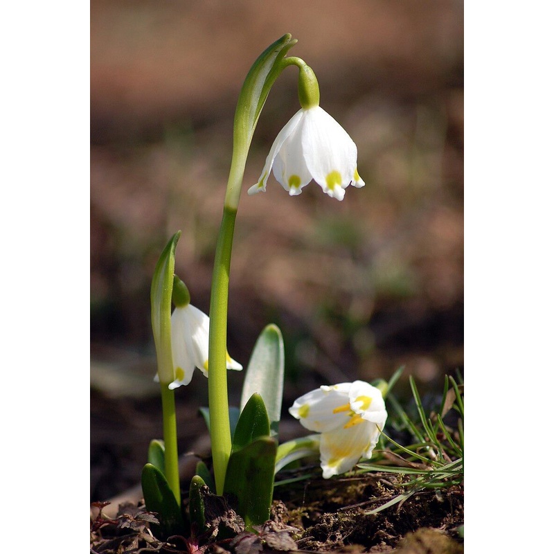 Hoa địa Lan tuyết điểm HOA TẾT