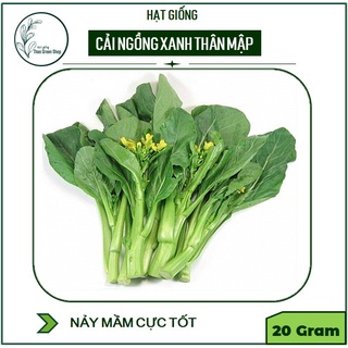 Hạt Giống Cải Ngồng Thân Mập 20 gr