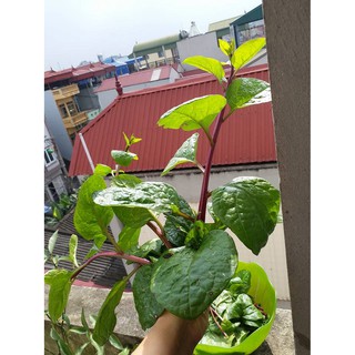 Hạt giống rau mồng tơi đỏ