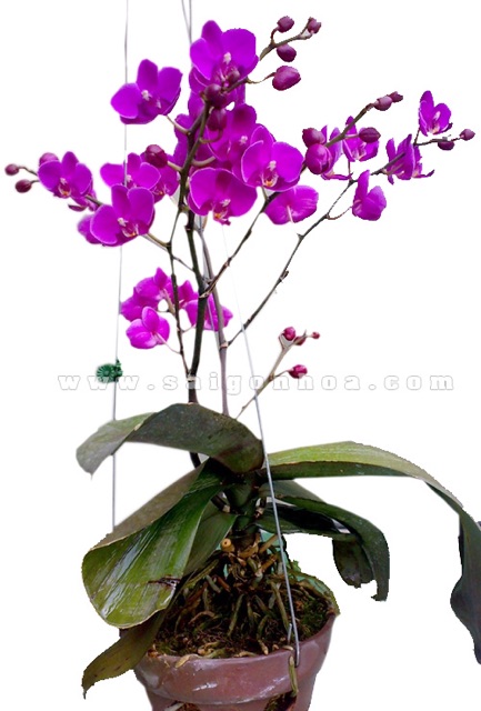 Móc kẽm chia 3 treo giỏ Phong Lan, giỏ hoa cây cảnh cỡ 75 cm