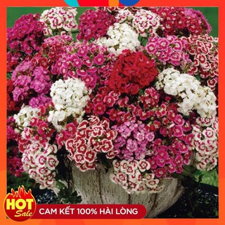 Hạt giống Hoa Cẩm Chướng Chùm Mix Nhiều màu ( gói 50 hạt)