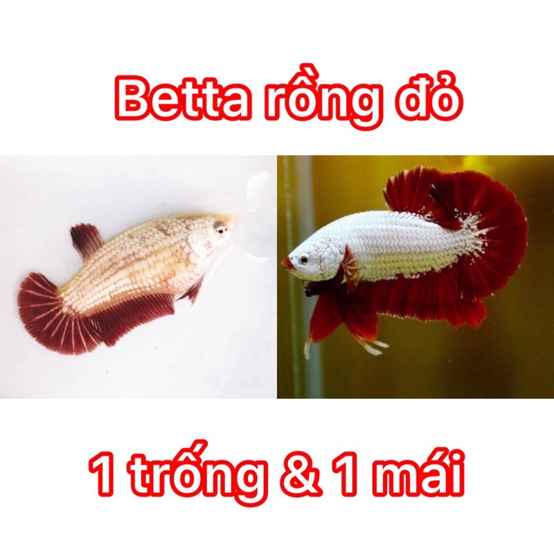 BETTA RỒNG ĐỎ ( 1 cặp trống và mái  )