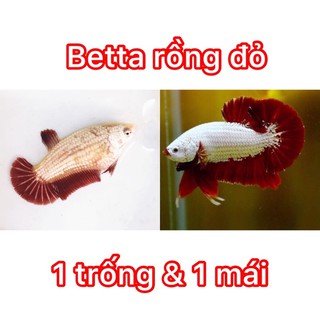 BETTA RỒNG ĐỎ ( 1 cặp trống và mái  )