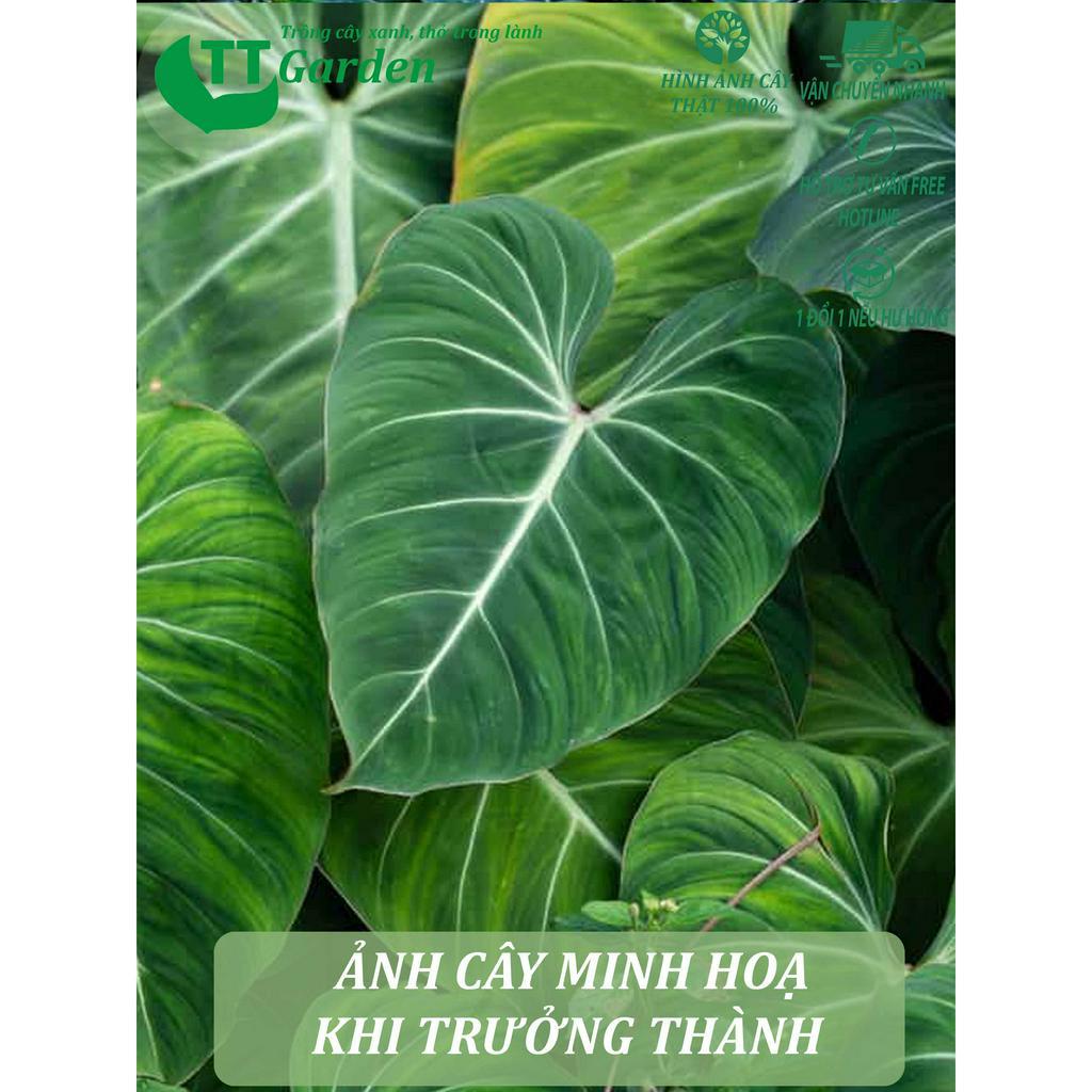 Philodendron Glorisosum cây giống đẹp, trồng trong nhà, trồng ngoài trời, trồng sân vườn, decor trang trí sân vườn