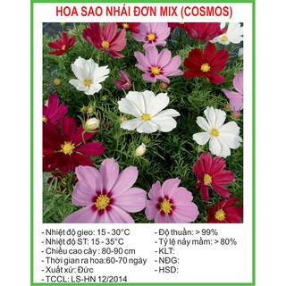 Hạt Giống Cúc sao nhái đơn Mix 100 Hạt/ Gói