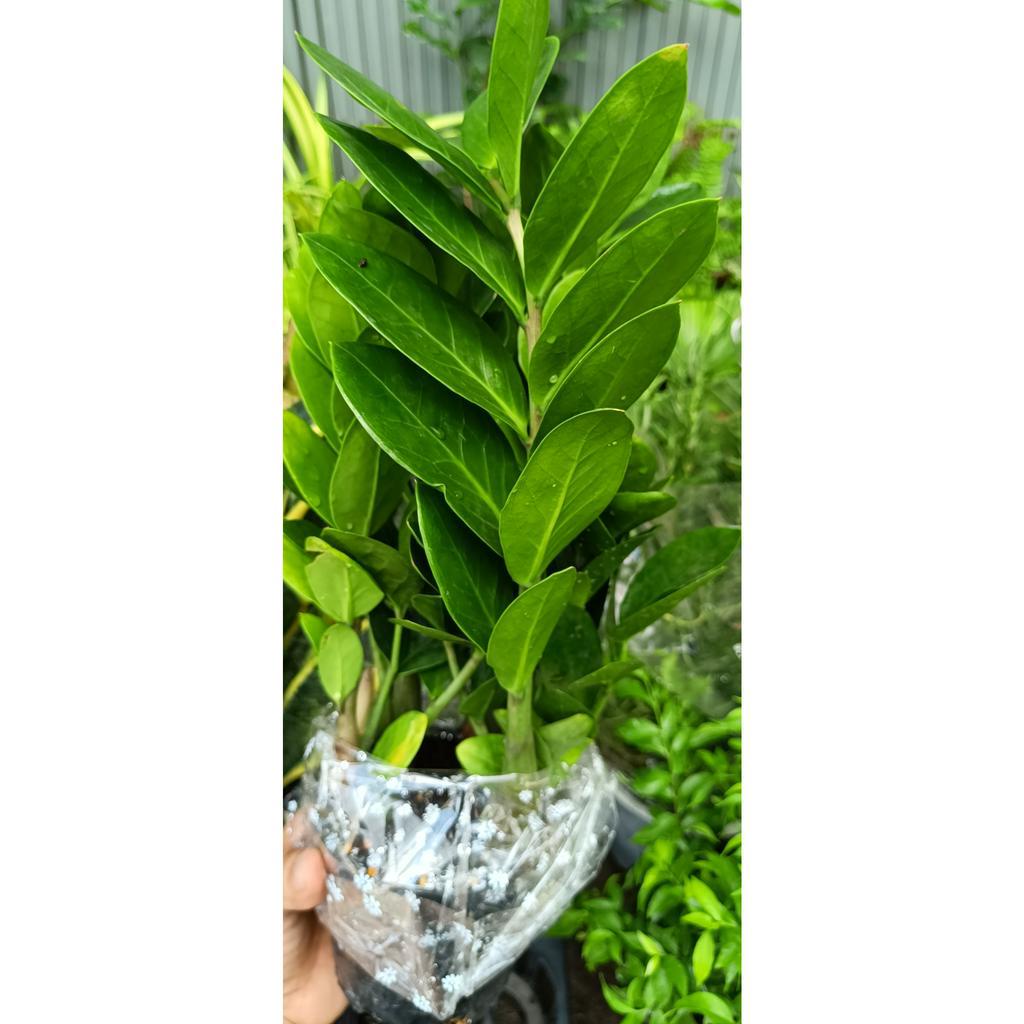 cây kim phát tài mini để bàn - mang tới phong thủy tài lộc - cây cao khoảng 20cm