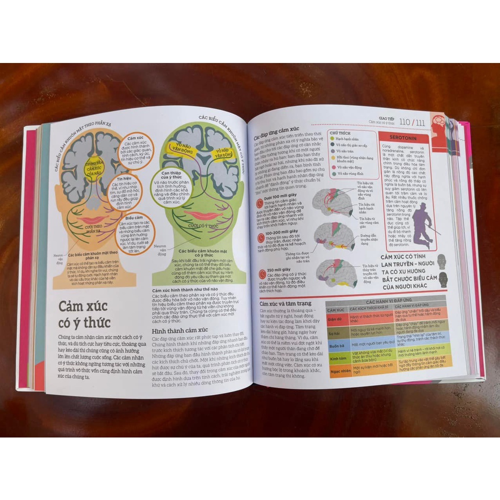 Sách Nhã Nam - How The Brain Works - Hiểu Hết Về Bộ Não (Bình Book) (Bìa cứng)