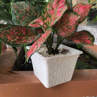 Chậu nhựa mây trắng