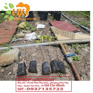 combo 5 cây  gió bầu cây giống