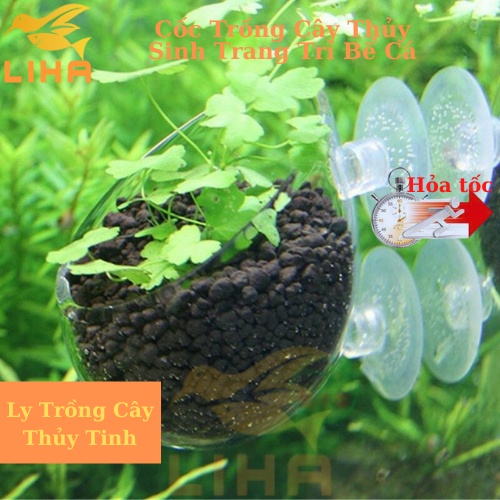 Cốc Trồng Cây Thủy Sinh Trang Trí Bể Cá, Cây Thủy Sinh