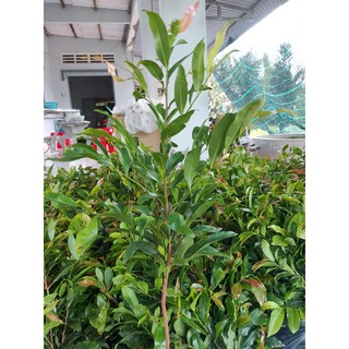 Combo 10 cây mai con quấn rễ (cao từ 20cm đến 25cm)