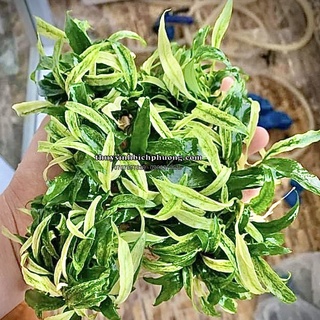 RÁY LƯỠI HỔ CẨM THẠCH MINI - CÂY THUỶ SINH NANA DÁN ĐÃ LŨA DỄ SỐNG