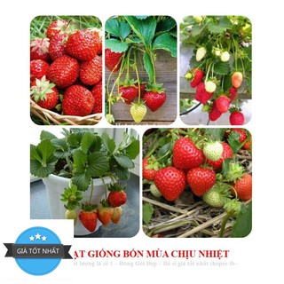 Gói 50 Hạt giống Dâu tây Đỏ QUẢ SIÊU TO và NĂNG SUẤT QUẢ SIÊU TO và CHỊU NHIỆT F1 ( Freeship toàn quốc đơn từ 50k )