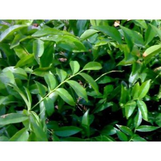 Cây giống mắc mật 15K