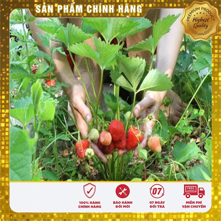 Hạt giống Dâu Tây Đỏ Chùm F1 (100 hạt)