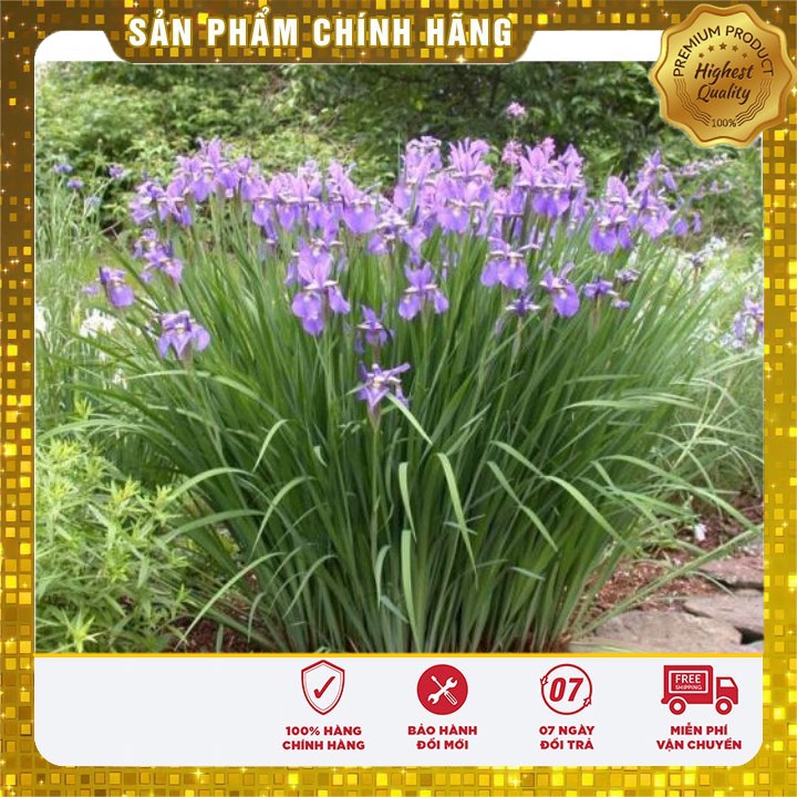 Hạt giống hoa Diên vĩ xanh (Iris xanh)