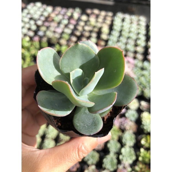 Sen Đá Bèo Xanh Viền Hồng Size Bầu 5cm Hư 1 Đổi 1