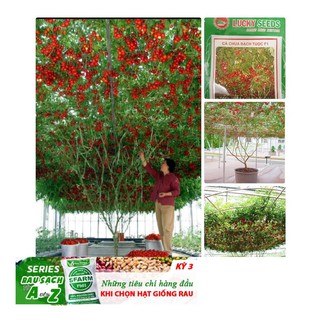 Cà Chua Bạch Tuộc ( Cà chua leo giàn) 10 hạt