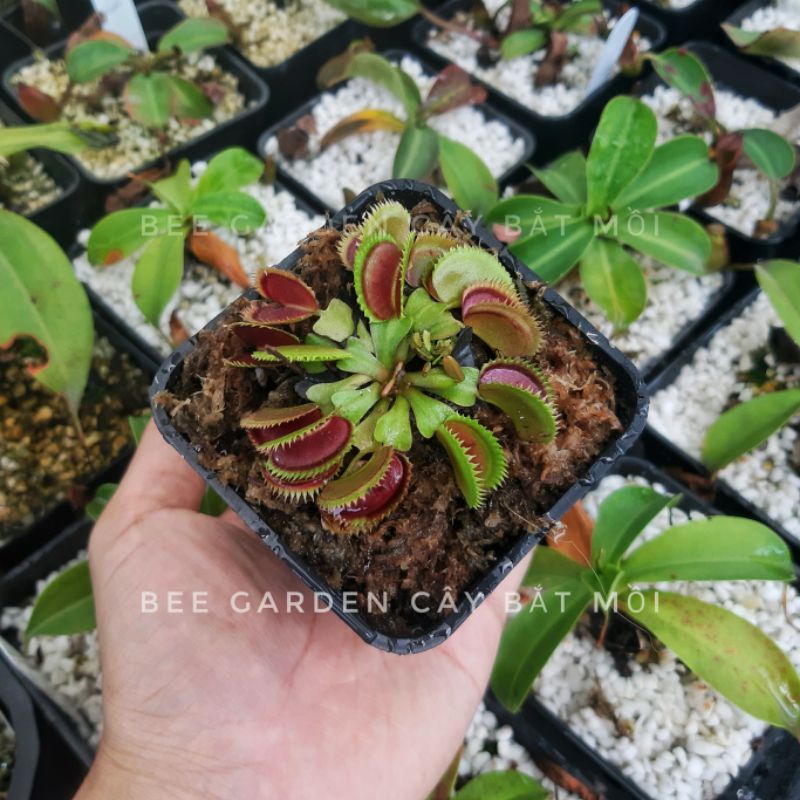 [Mã 44LIFESALE giảm 10% đơn 99K] Cây bẫy kẹp, cây bắt mồi, cây bắt ruồi venus flytrap