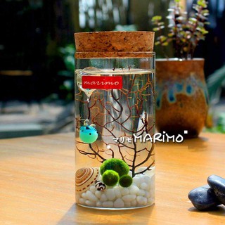 CẦU TẢO MARIMO 2,5CM - 1 Con/ gói